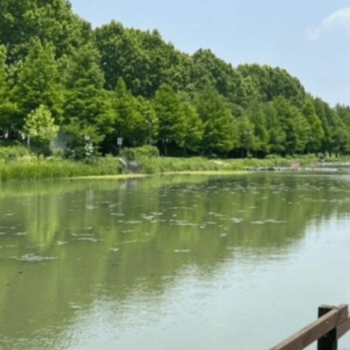 Exploring the Serene Beauty of Damyang's Gwanbangjerim4961