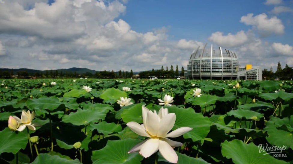 Exploring Korea's Stunning Lotus Flower Destinations_04