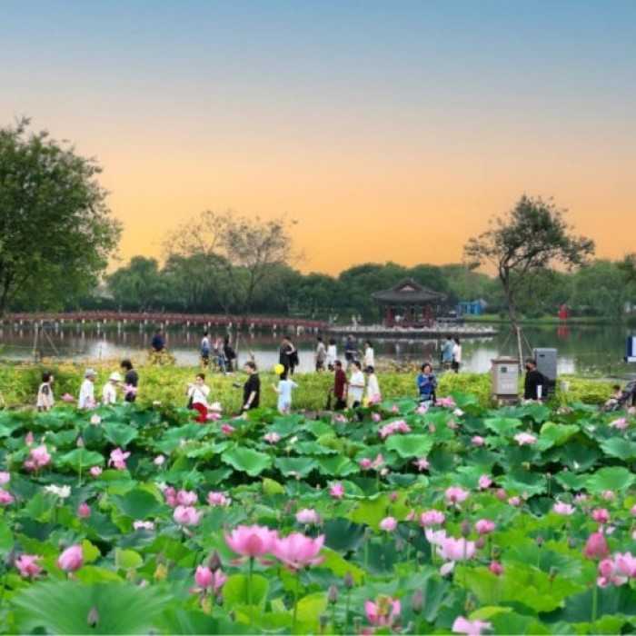 Exploring Korea's Stunning Lotus Flower Destinations4965