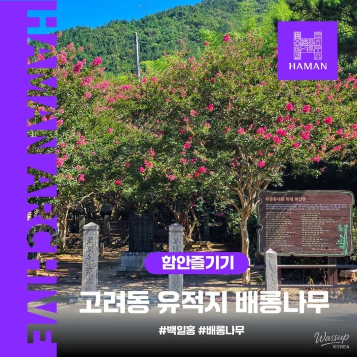 Exploring the Beautiful Baengnok Trees at Goryeodong Historic Site2432