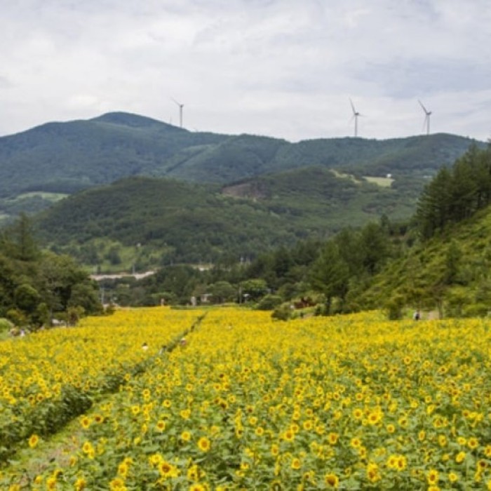 Discovering Taebaek: Summer Retreats in South Korea4973