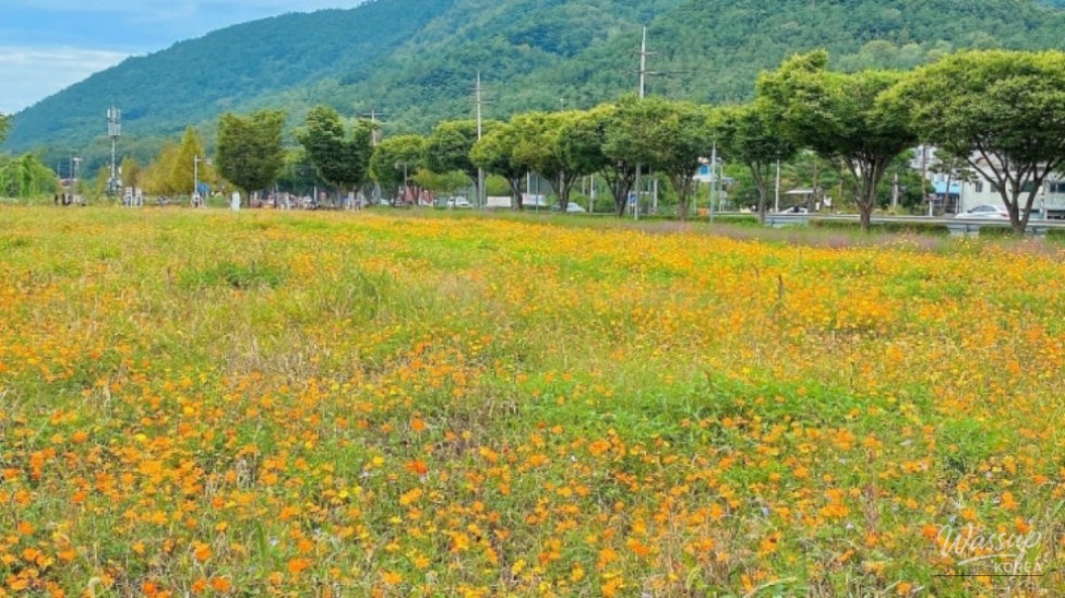 Exploring Daegu's Non-Gong Flower Complex: A Summer Delight_04