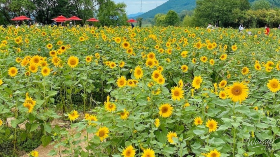 Exploring Daegu's Non-Gong Flower Complex: A Summer Delight_02