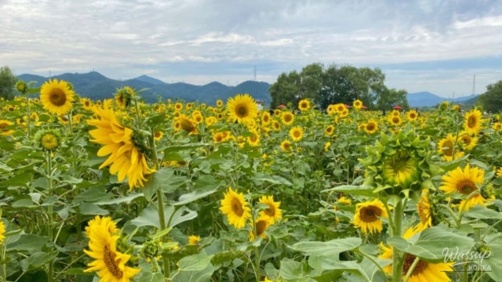 Exploring Daegu's Non-Gong Flower Complex: A Summer Delight_01