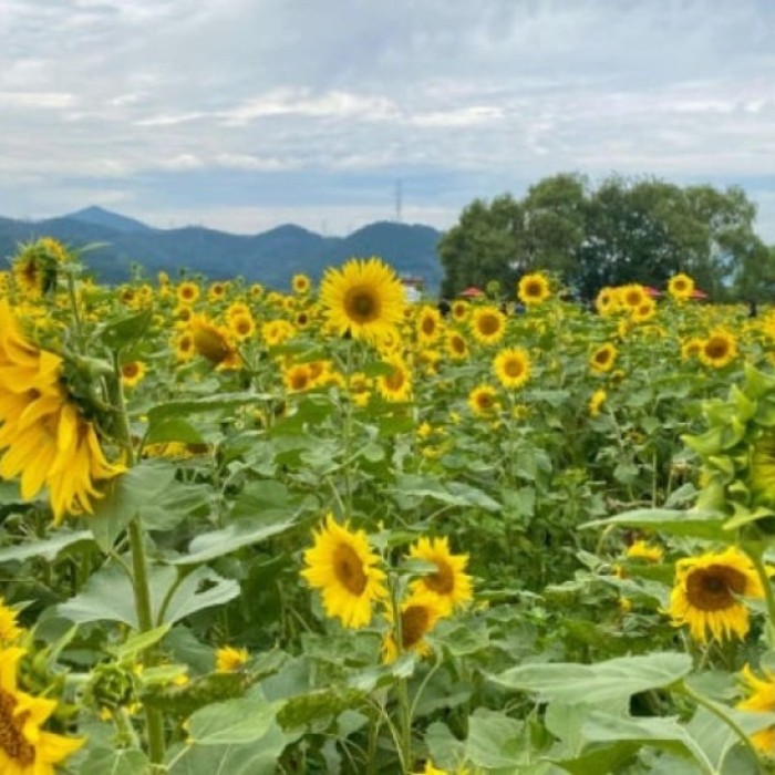 Exploring Daegu's Non-Gong Flower Complex: A Summer Delight4982