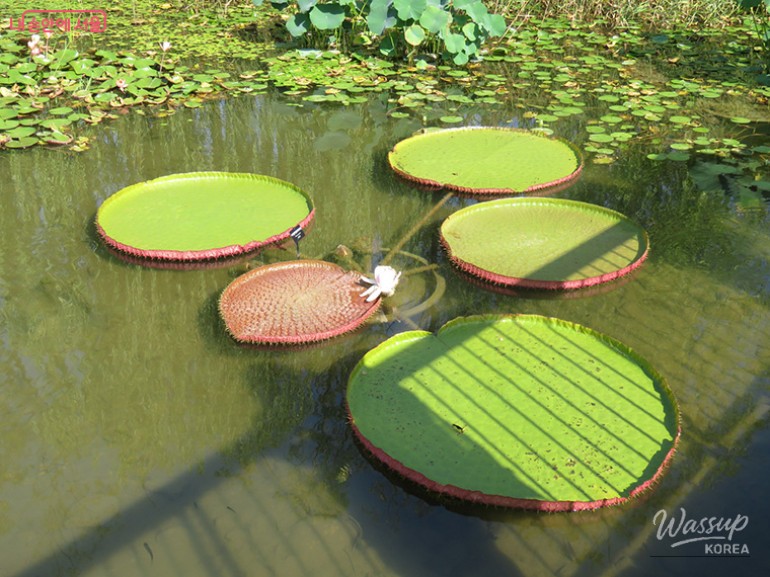 Summer Aquatic Plant Exhibition at Magok Seoul Botanical Garden_07