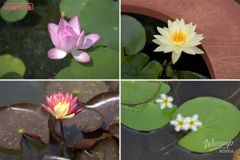 Summer Aquatic Plant Exhibition at Magok Seoul Botanical Garden_04