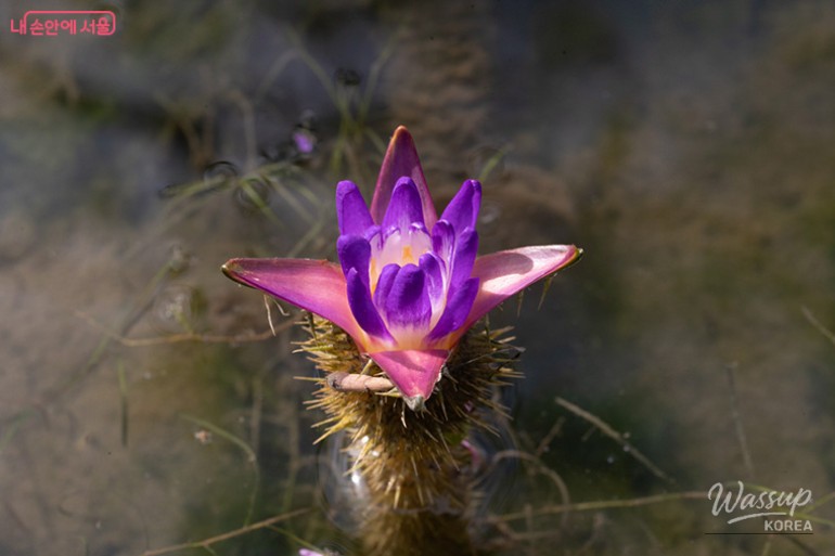 Summer Aquatic Plant Exhibition at Magok Seoul Botanical Garden_08