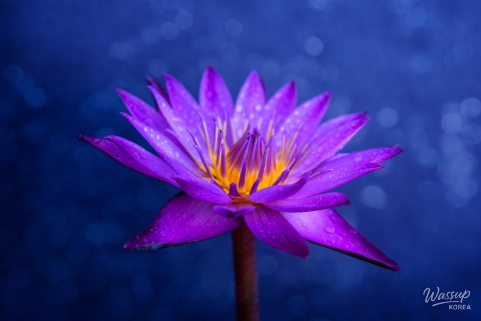 Summer Aquatic Plant Exhibition at Magok Seoul Botanical Garden_06