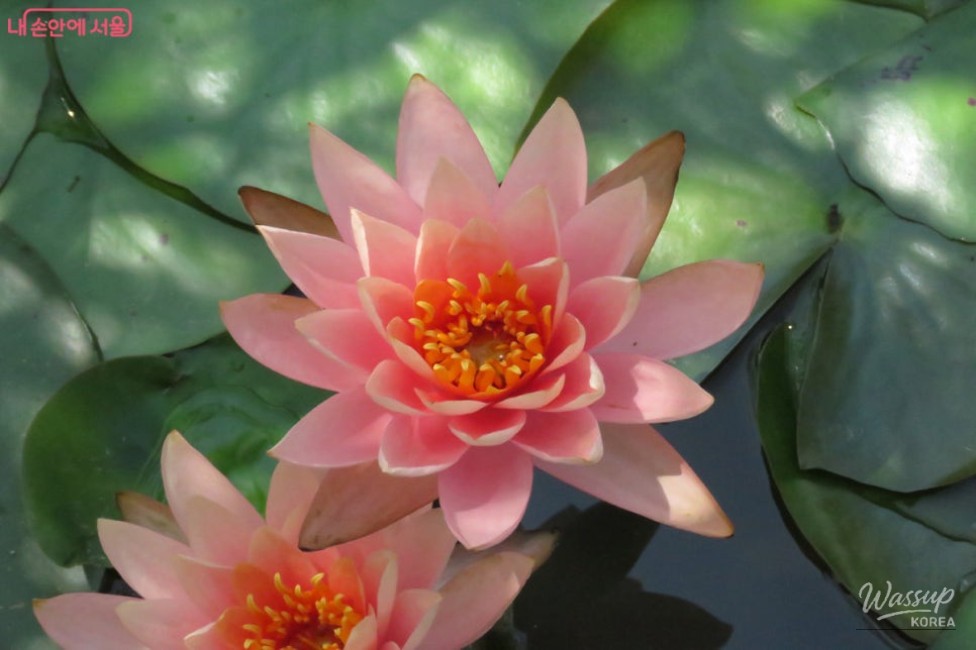 Summer Aquatic Plant Exhibition at Magok Seoul Botanical Garden_02