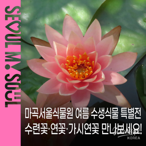 Summer Aquatic Plant Exhibition at Magok Seoul Botanical Garden_01