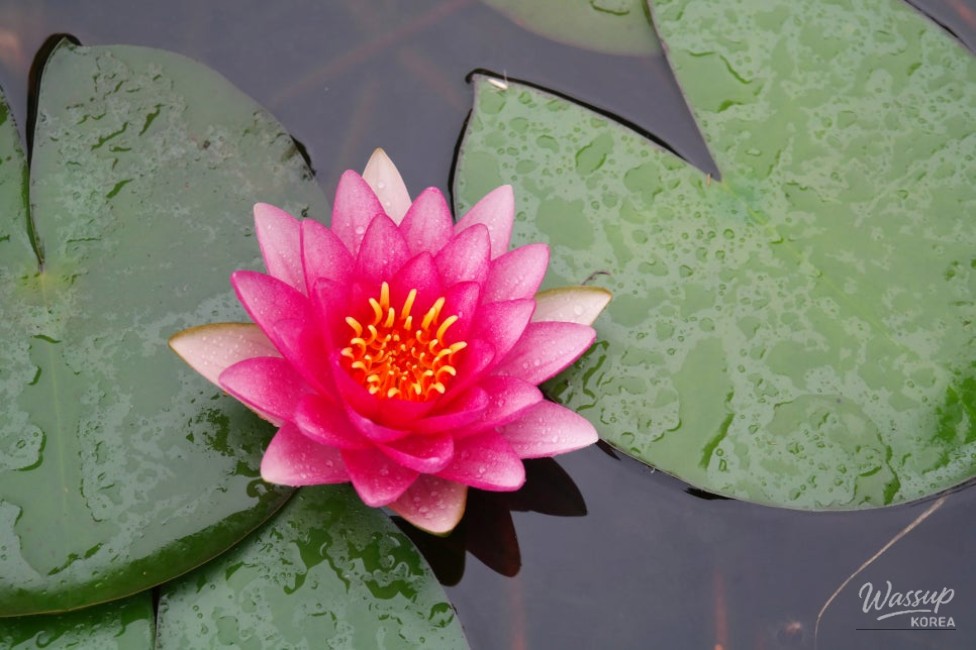Summer Aquatic Plant Exhibition at Magok Seoul Botanical Garden_05
