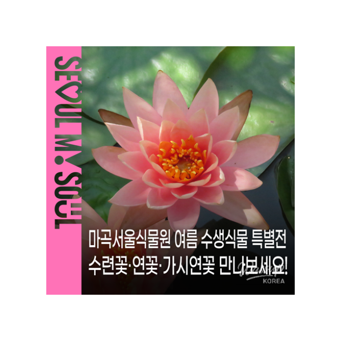 Summer Aquatic Plant Exhibition at Magok Seoul Botanical Garden1623