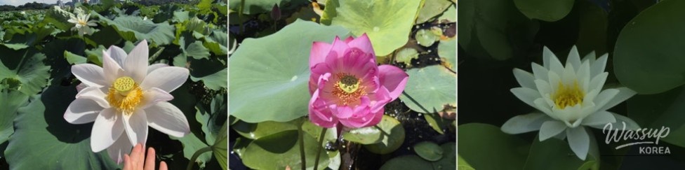 Exploring the Beauty of Siheung Lotus Theme Park_05