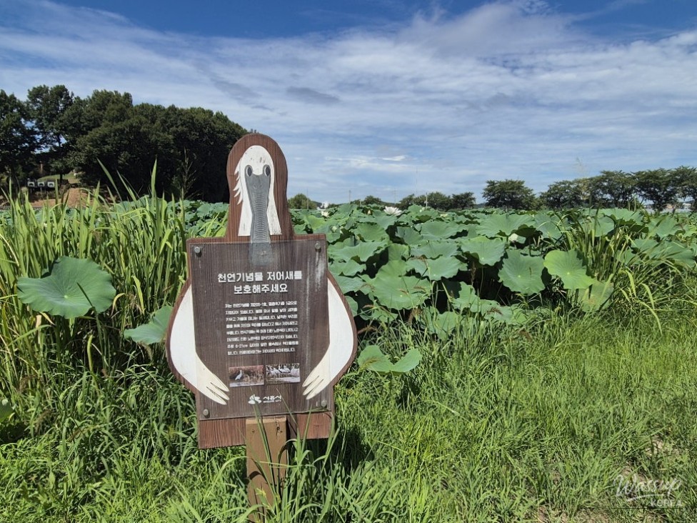 Exploring the Beauty of Siheung Lotus Theme Park_08