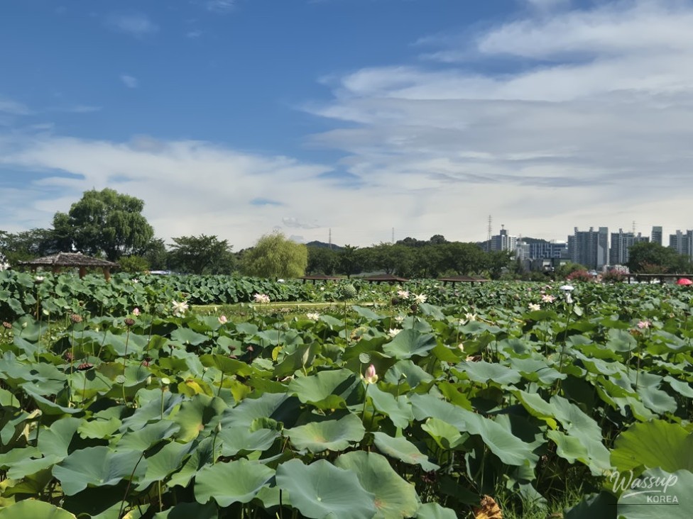 Exploring the Beauty of Siheung Lotus Theme Park_02