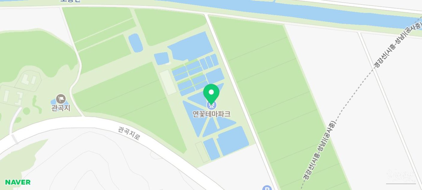 Exploring the Beauty of Siheung Lotus Theme Park_12