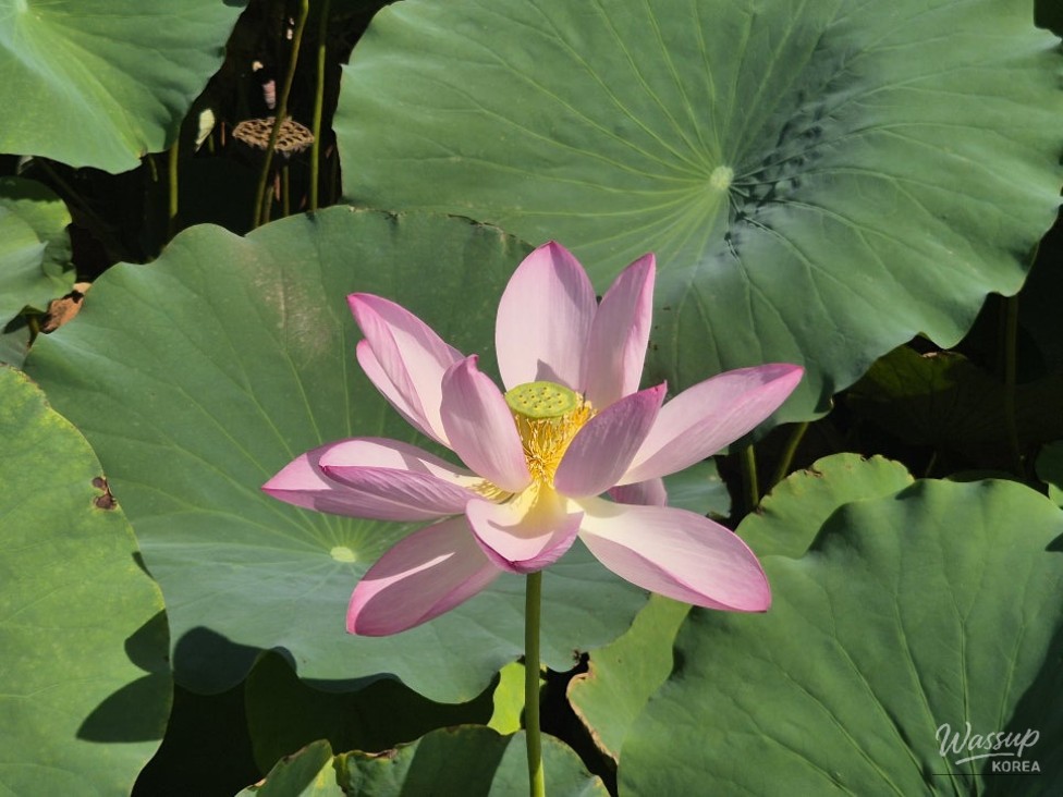 Exploring the Beauty of Siheung Lotus Theme Park_11