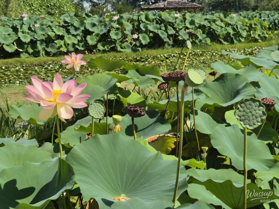 Exploring the Beauty of Siheung Lotus Theme Park_04