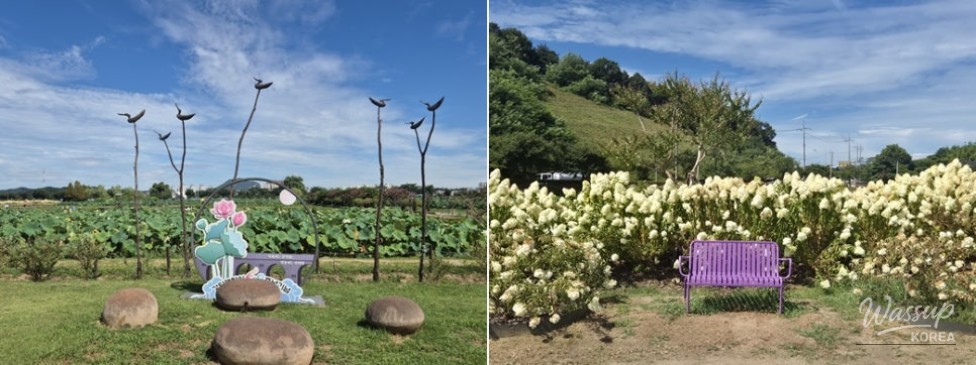Exploring the Beauty of Siheung Lotus Theme Park_06