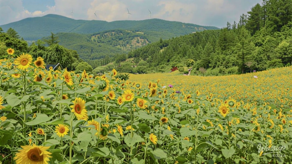 Escape the Summer Heat: Discover the Cool Retreats of Taebaek_01