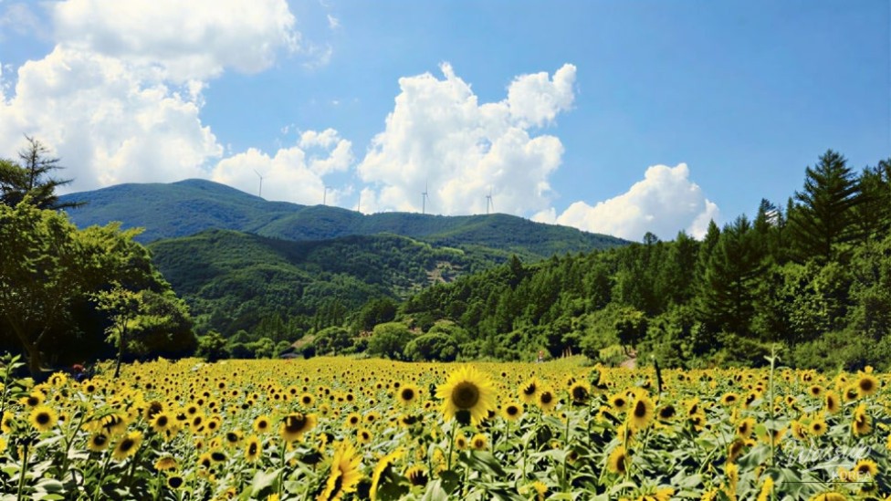 Escape the Summer Heat: Discover the Cool Retreats of Taebaek_02