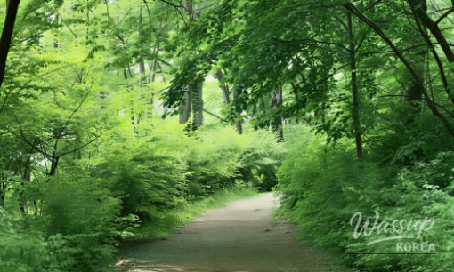 Escape the Summer Heat: Discover the Cool Retreats of Taebaek_05