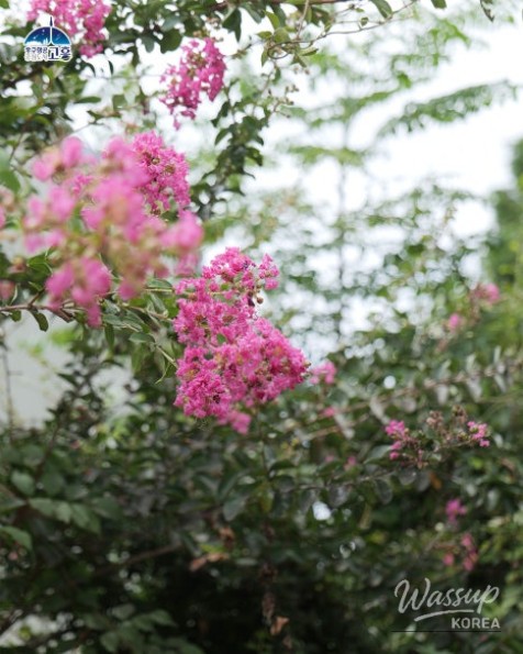 Discover the Beautiful Private Gardens of Goheung_04