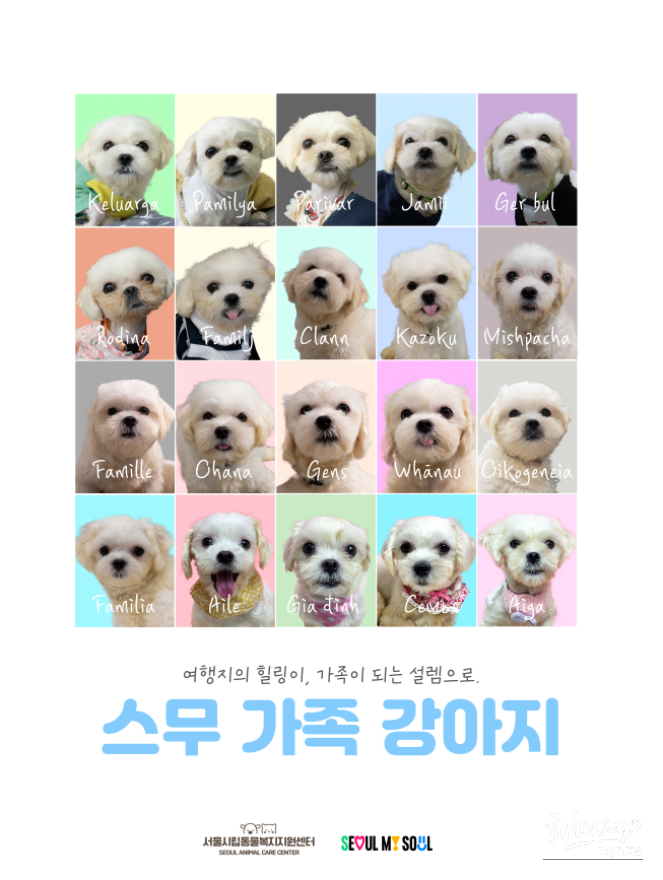 Public Adoption of Rescued Puppies in Seoul_03