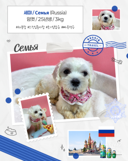 Public Adoption of Rescued Puppies in Seoul_06