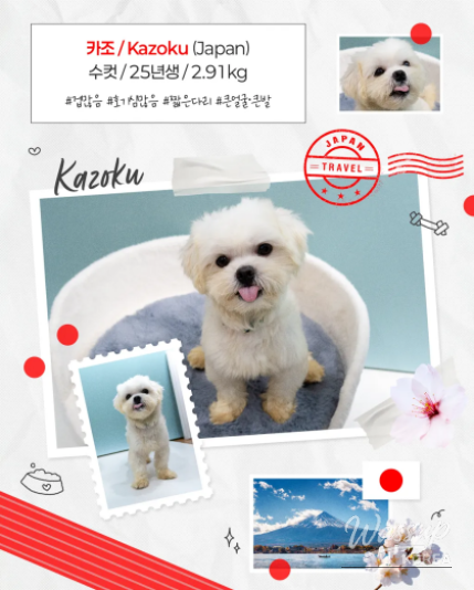 Public Adoption of Rescued Puppies in Seoul_07