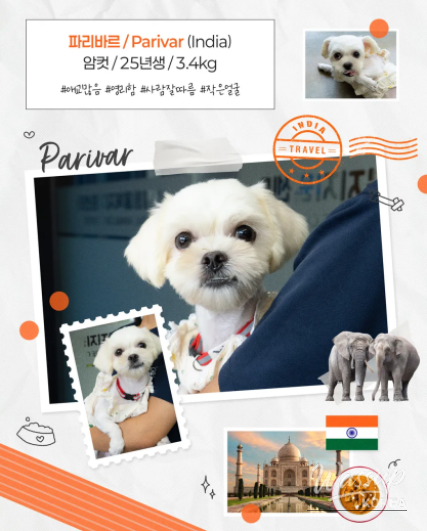 Public Adoption of Rescued Puppies in Seoul_05