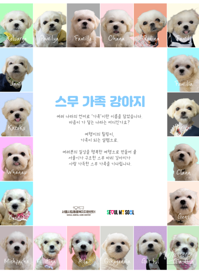 Public Adoption of Rescued Puppies in Seoul_02