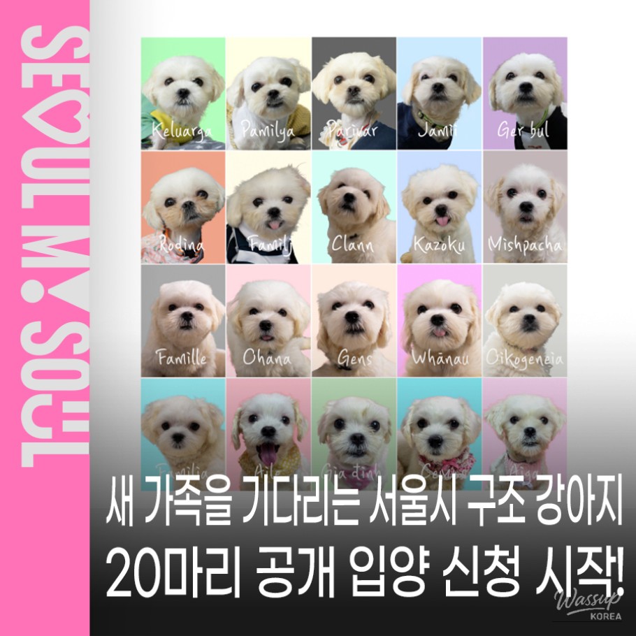 Public Adoption of Rescued Puppies in Seoul_01