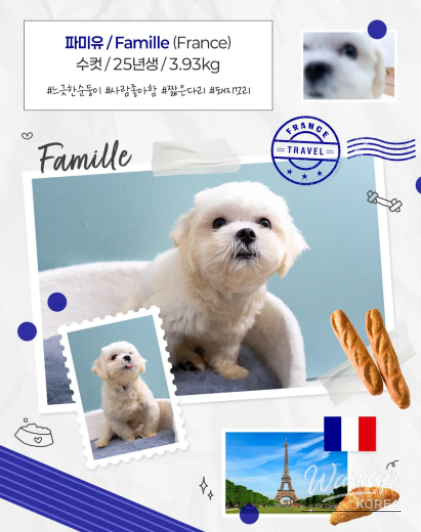 Public Adoption of Rescued Puppies in Seoul_04