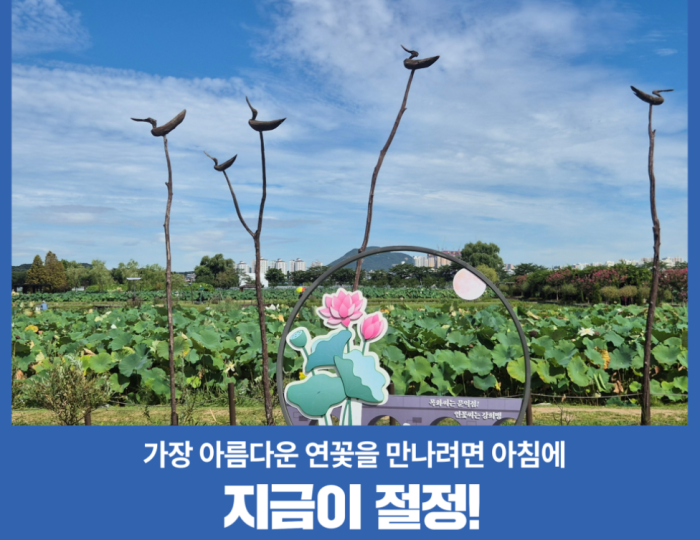 Exploring the Beauty of Siheung Lotus Theme Park float