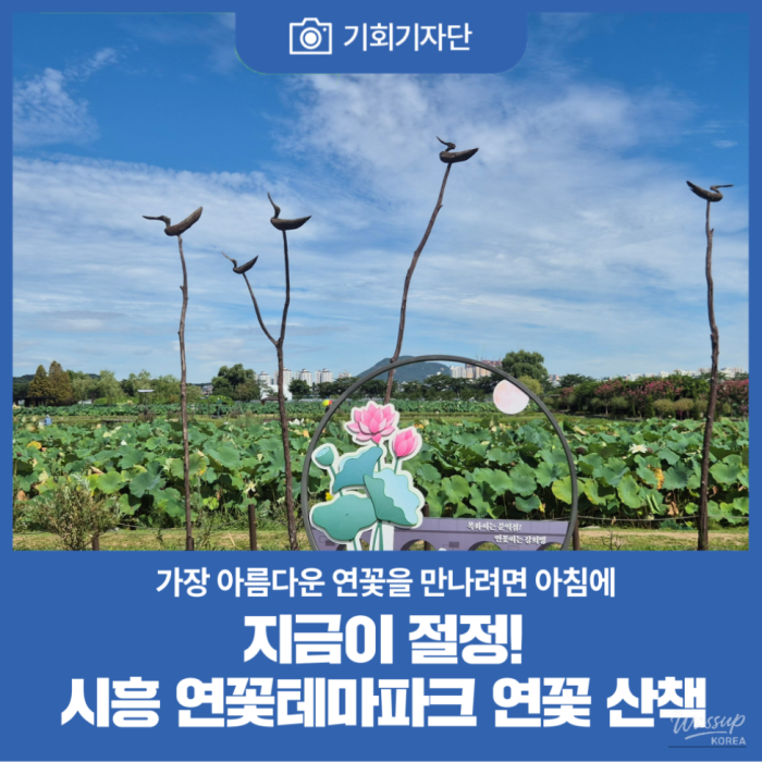 Exploring the Beauty of Siheung Lotus Theme Park2445