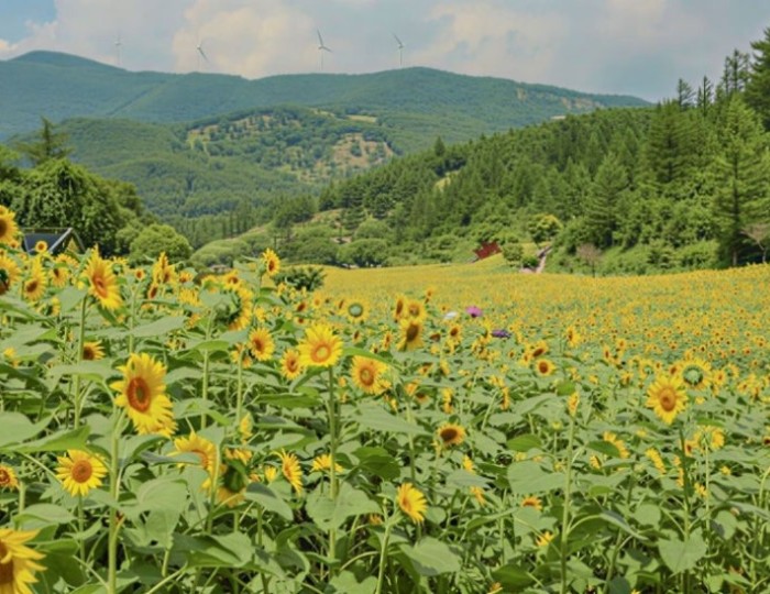 Escape the Summer Heat: Discover the Cool Retreats of Taebaek float