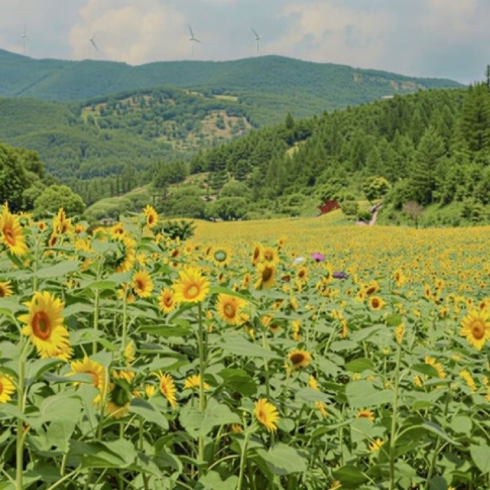 Escape the Summer Heat: Discover the Cool Retreats of Taebaek5029