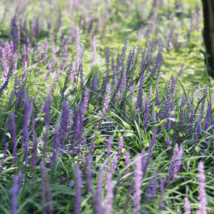 Exploring Suwon's Beautiful Pine Forest: A Hidden Gem5031