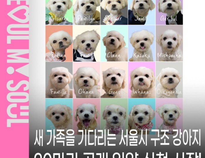 Public Adoption of Rescued Puppies in Seoul float