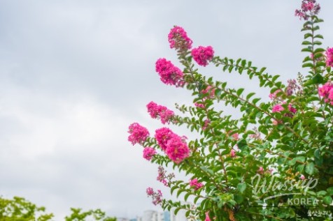 Exploring Maegok Park in Ulsan_02
