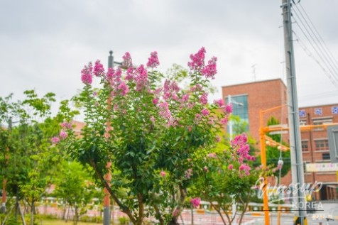 Exploring Maegok Park in Ulsan_03
