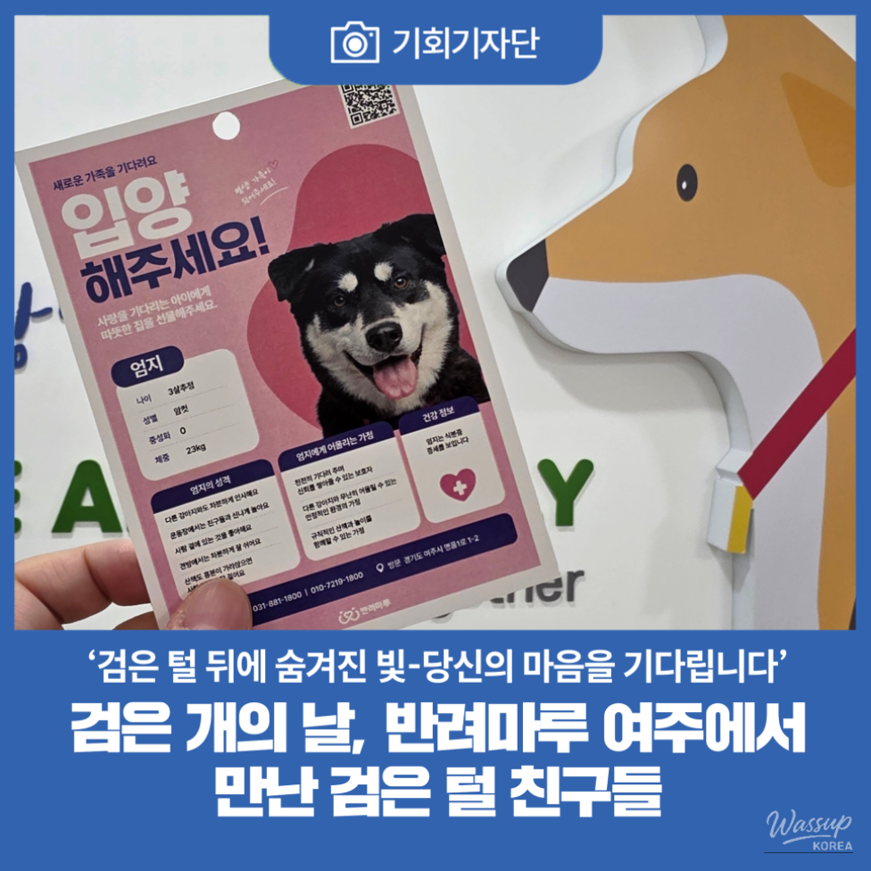 Adopting Black Dogs: A Hidden Gem_01