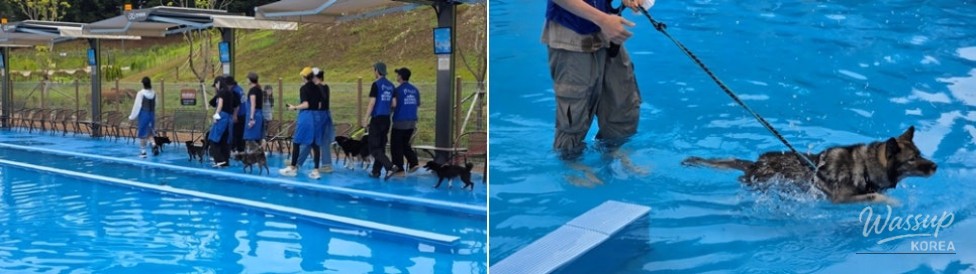 Adopting Black Dogs: A Hidden Gem_08