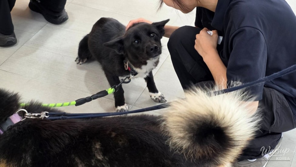 Adopting Black Dogs: A Hidden Gem_04