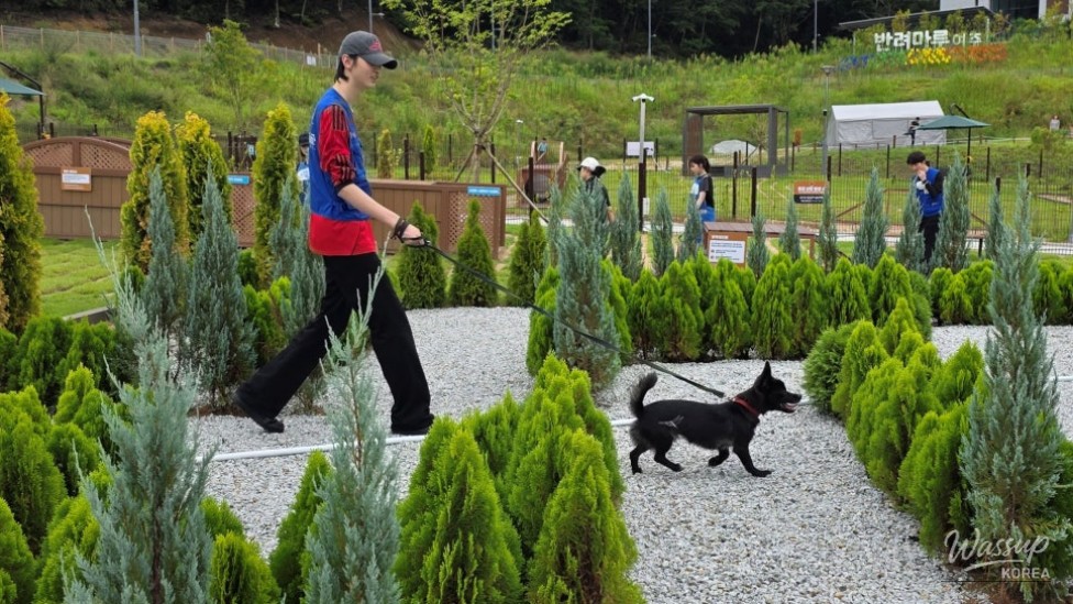 Adopting Black Dogs: A Hidden Gem_06