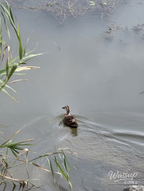 Exploring the Tranquil Daehwa Park in Jincheon_06