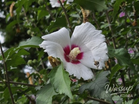 Discovering the Serenity of Durebong Park in Jincheon_05