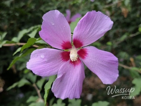 Discovering the Serenity of Durebong Park in Jincheon_06